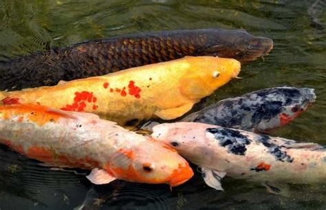 錦鯉要養幾隻|「深度解析」錦鯉魚養幾條最招財？根據錦鯉不同條數風水錶確。